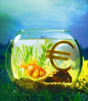 Aquarium mit Goldfischen, um Geld anzuziehen
