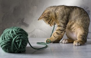 Kätzchen spielen mit einem Gewirr von Fäden